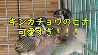 【strawberry finch】キンカチョウのヒナ可愛すぎる！