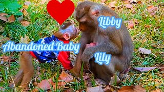 Monkey \u0026 Primate, New Abandoned Baby Monkey So Sweet With Lily-Libby, So Much Lovely Baby Monkey