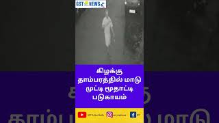 கிழக்கு தாம்பரத்தில் மாடு முட்டி மூதாட்டி படுகாயம்