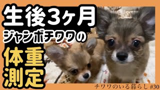 【子犬チワワの体重】生後３ヶ月ジャンボチワワの体重測定。【チワワのいる暮らし #30】