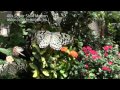 Daily life of insects captured in Super Slow Motion by Sony Cyber-shot RX10 II & RX100 IV