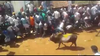 Melapalur jallikattu-3