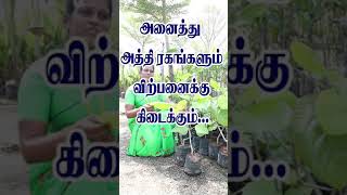 அதிக மருத்துவ குணம் வாய்ந்த அத்தி ரகம்!! #shortvideo #shorts #figfruit