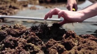 Sea urchins fed cabbage in Japan to help fight marine damage | REUTERS