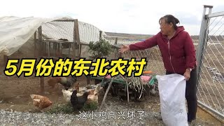 东北农村生活怎么样？养鸡养猪种菜园，这日子过的真悠闲自在