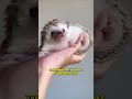 Landak Mini | Hedgehog | Mamalia Kecil Berduri Banyak Yang Pandai Berenang