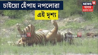 Kaziranga National Park ত ঢেকীয়াপতীয়া বাঘৰ মনোৰম দৃশ্য | N18V