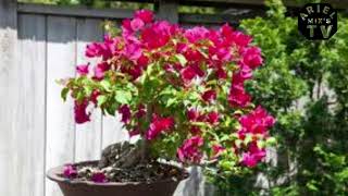 Proper Care Of Bougainvillea At Home