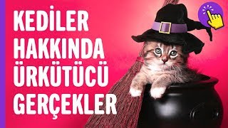 Kediler hakkında ürkütücü gerçekler | İlginç bilgiler | Aklında olsun