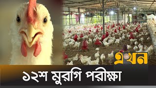 Broiler chickens pose no health risks: Research | Broiler Chicken | Bazar Update | Ekhon TV