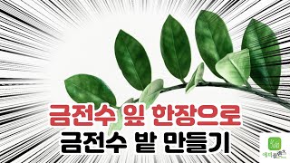 #EP09. 금전수 잎꽃이로 부자되기. 금전수 키우기(자막有) / ZZ Plants Care