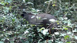 Brazilian Tapir seen from 6ft away!