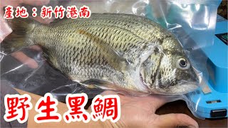 野生黑鯛 產地：新竹港南