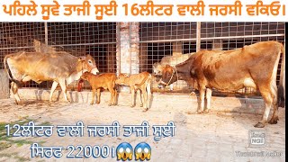 ਤਾਜੀਆ ਸੂਈਆ 2 ਜਰਸੀ ਗਾਵਾਂ ਵੀਕਾਓ। 2 jarsey cow for sale/vadiya farm/20-3-22