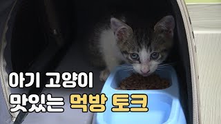 집사도 놀란 아기 고양이 '냠냠냠' 먹방 소리