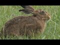 wild rabbit hunting الصيد البري صيد الارانب بالسلوقي الاصيل music 2022 4k