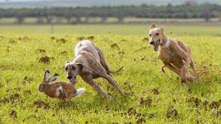 wild rabbit Hunting / الصيد البري / صيد الارانب بالسلوقي الاصيل / music / 2022 / 4k