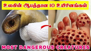 உலகின் மிகவும் ஆபத்தான 10 உயிரினங்கள் | 10 Most Dangerous creatures | Tamil Infomates