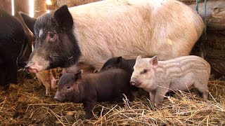 Vietnamese piglets-Purcei vietnamezi