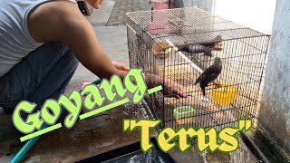 Bersih bersih sangkar jalak kebo sambil mendengarkan musik lanjut goyang #birds #animals #hobby