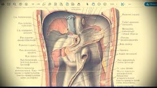 Анатомия с АВ. Брюшина (peritoneum), топография брюшины в брюшной полости.