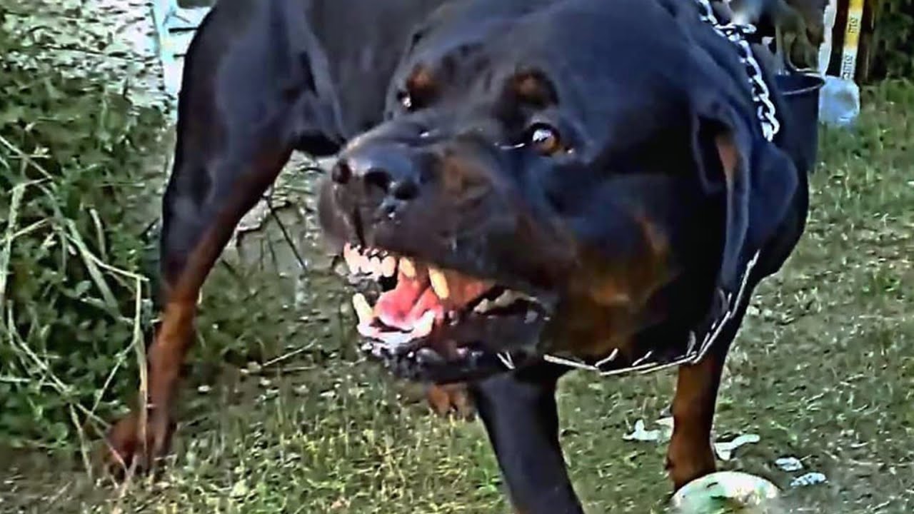 Angry Dogs Compilation Youtube