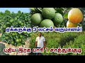 அதிக லாபம் தரும் Bari1 சாத்துக்குடி | ஏக்கருக்கு 400 செடிகள் | Free advice & Free Delivery