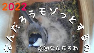 2022.5.17 #抱卵 7日目#野鳥 #シジュウカラ に異変❓違和感