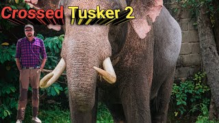 Crossed Tusker 2। Animal Adventure Stories । Nature Narrative Story । Wildlife Story Narration Hindi