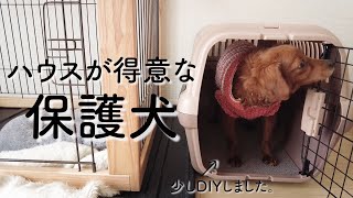 保護犬リマ、すっかり家庭犬な風格。ハウスを少しDIY 【Day49】