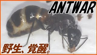 蟻戦争Ⅱ＃112 アリVS飛べないハエ～失われた当たり前～編～ANT VS Flies can not fly～