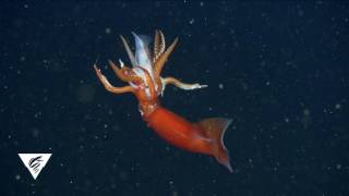 Cannibalism in the deep sea