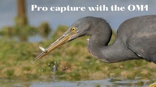 OM1 - Using Pro Capture to photograph Egrets