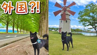 【甲斐犬】愛犬と行ける絶景スポット3選！パート2