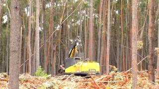 Harvesting Eucalyptus in NSW -  The trees never explote ever