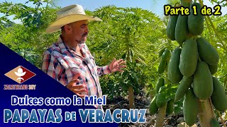 VERACRUZ HERMOSO y sus papayas deliciosas