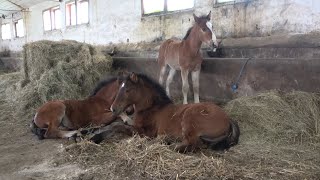 In vizita la herghelia Beclean   Beclean, Bistrita Nasaud - 2021 Nou!!!