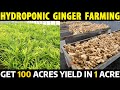 Hydroponic Ginger Farming | Get More Yield and More Income in Small Land | Ginger Cultivation