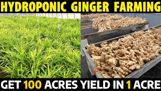 Hydroponic Ginger Farming | Get More Yield and More Income in Small Land | Ginger Cultivation