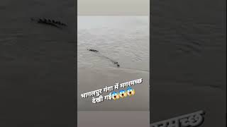 भागलपुर गंगा में पहली बार दिखी मगरमच्छ!! Bhagalpur Ganga Me Dikha Magarmach!!#vlog #short #viral