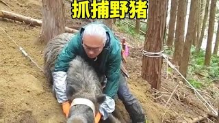 国外猎人抓野猪真狠