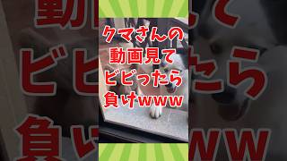 クマさんの動画見てビビったら負けwww　#2ch動物スレ #動物 #熊 #shorts #2ch