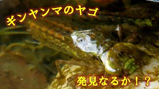 トンボのヤゴをつかまえよう【生き物採集No.1】