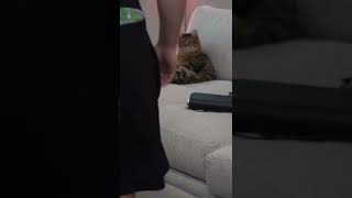 Mizkif’s cat Chompy sitting like a human on stream