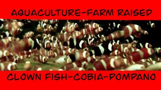 Aquaculture Farm Raised Clown Fish - Cobia - Pompano (Proaquatix)