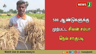 500 ஆண்டுகளுக்கு முற்பட்ட  “சிவன் சம்பா” நெல் சாகுபடி செய்த விவசாயி || selam