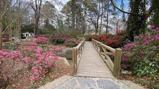 The azaleas are blooming at Azalea Park in Summerville, SC.