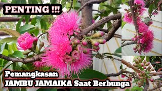 PENTING || Pemangkasan JAMBU JAMAIKA Saat Berbunga Agar Buahnya Besar