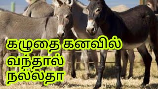 கழுதை கனவில் வந்தால் என்ன பலன் | Donkey dream in tamil | kaluthai kanavil vanthal in tamil