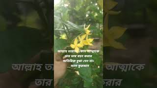 আল্লাহ তায়ালা কাউকে অতিরিক্ত বুঝা দেন না,,,, #naturalbeauty #motivation #islamicinspiration #shors